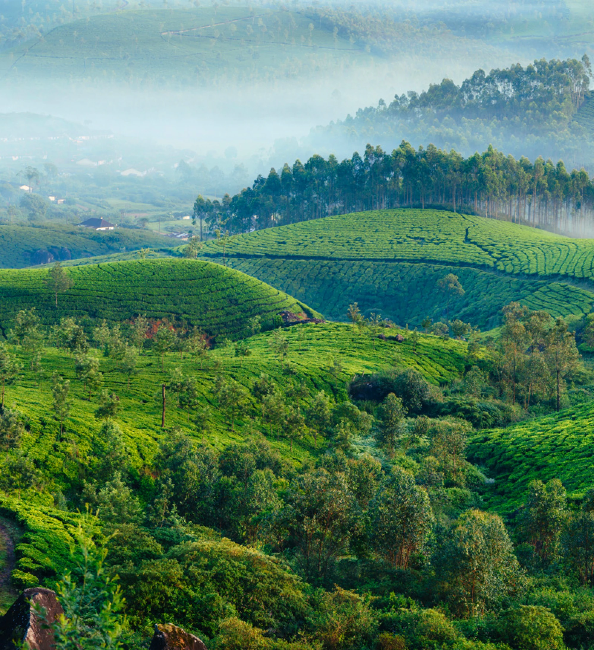 こだわりの栽培方法