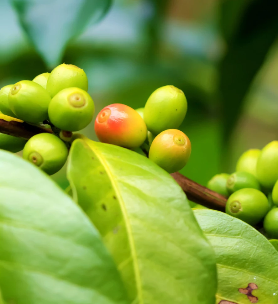 アンチエイジング