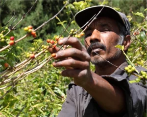 グリーンコーヒについてtes