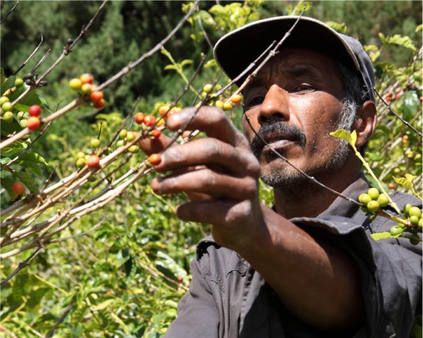 グリーンコーヒについてtes